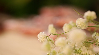 ʳƷ