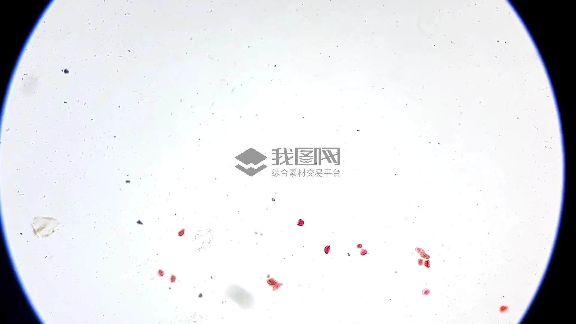 ҕl΢