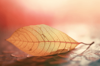 һƬ͸~ˮϷĵӰԪ