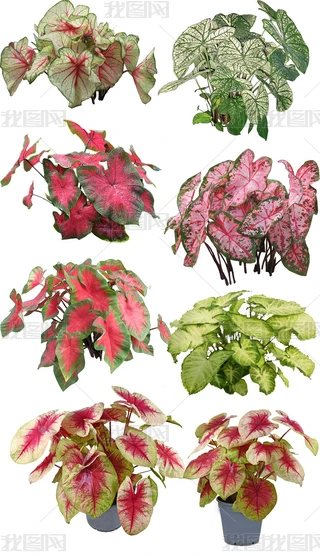 ҃(ni)ԾW(wng)tֲﻨ~