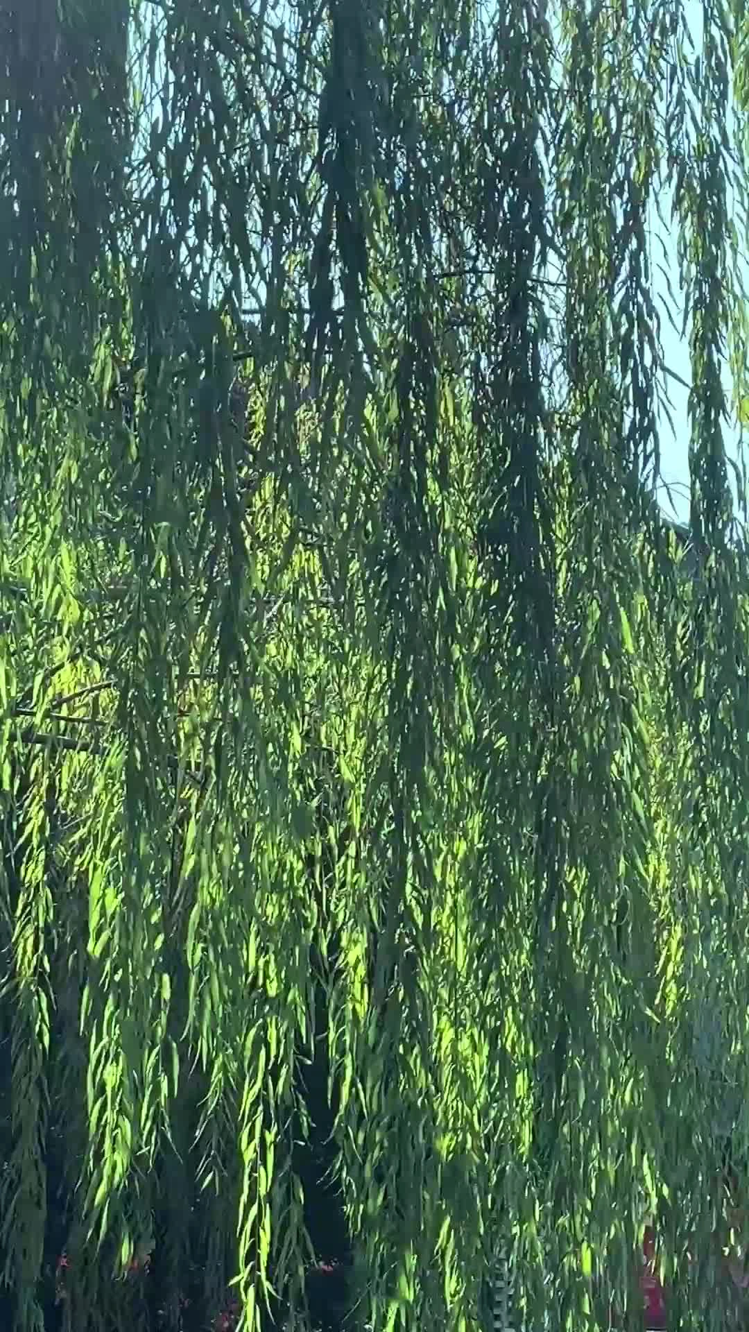 ֲe