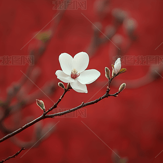 ʵⱱL(zhng)߅tʢŵİmԪ