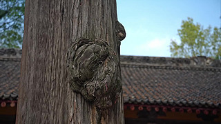 żyDƬ