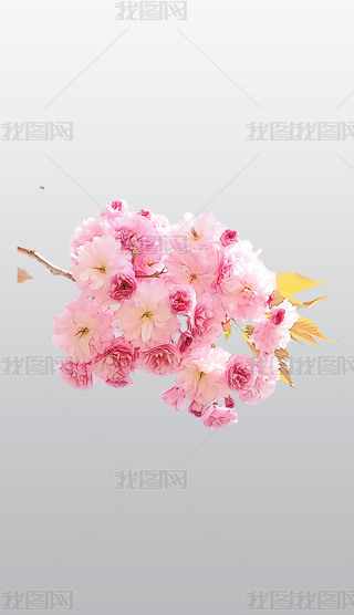 ɫѻʢ_ͨ宋⓸͸pngDƬز