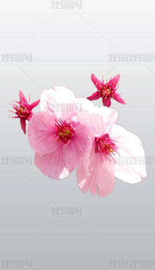 ķɫѻͨD⓸͸pngDƬز