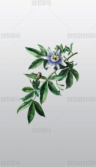 ɏOӋֲ⓸͸pngDƬز