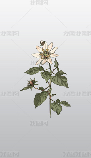 Ԕ(x)ֲɏ宋⓸͸pngDƬز