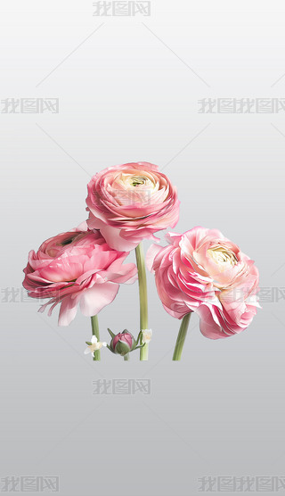 (yu)ŵķɫëݢʢ_͸⓸pngDƬز