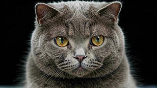 Ӣë؈