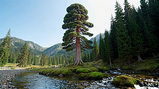 ź