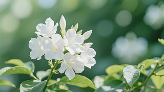 Ȼ