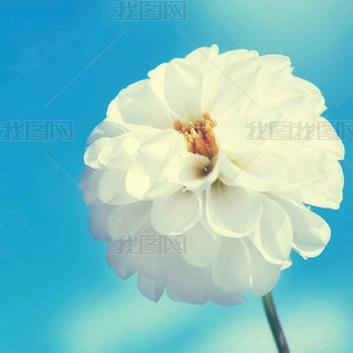 ĉ