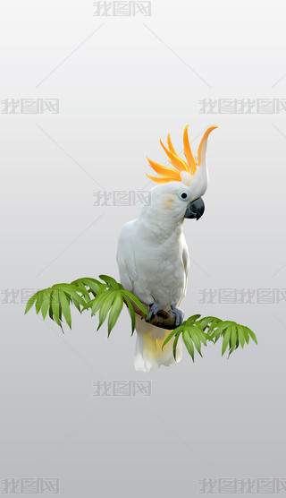 ɫİɫP^W^͸⓸pngDƬز