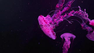ˮĸDƬ