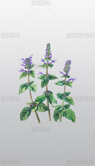 ɫҰֲˇg(sh)Db͸⓸pngDƬز