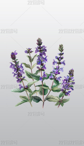 `Żβݸ͸⓸pngDƬز