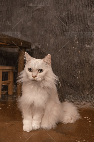 ؈ڵذϵĻɫ