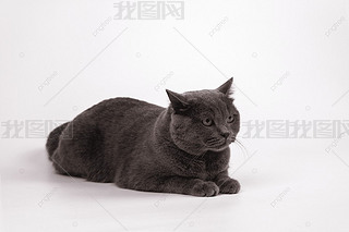 ؈Pڵϵ؈ɫ