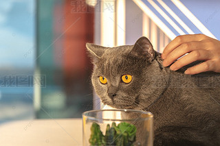 ؈һČﱳ
