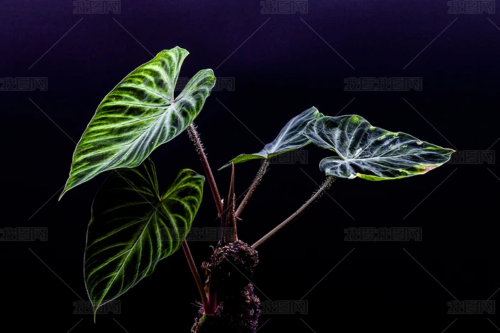 ֲDƬ݋