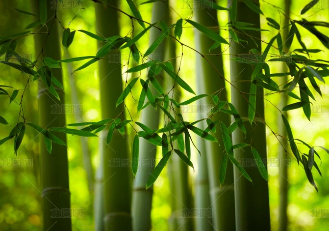 䮋