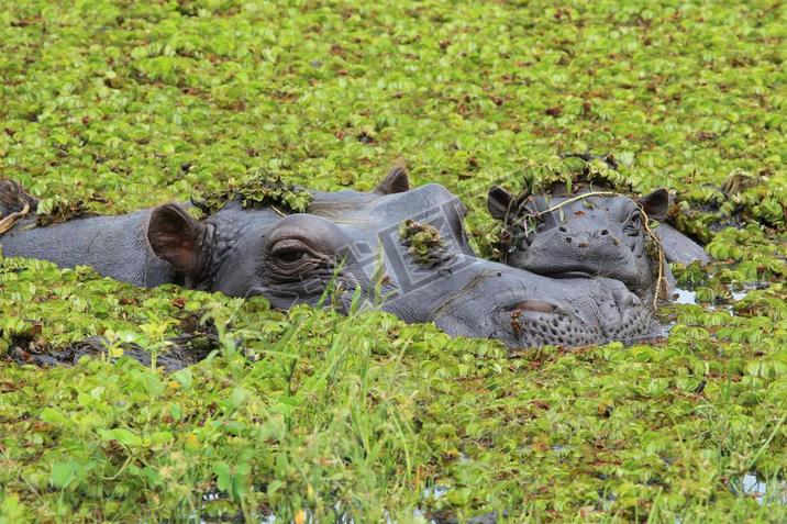 Mother and baby hippo in the Okango Delta of Botswana. 