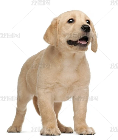 Сɫ