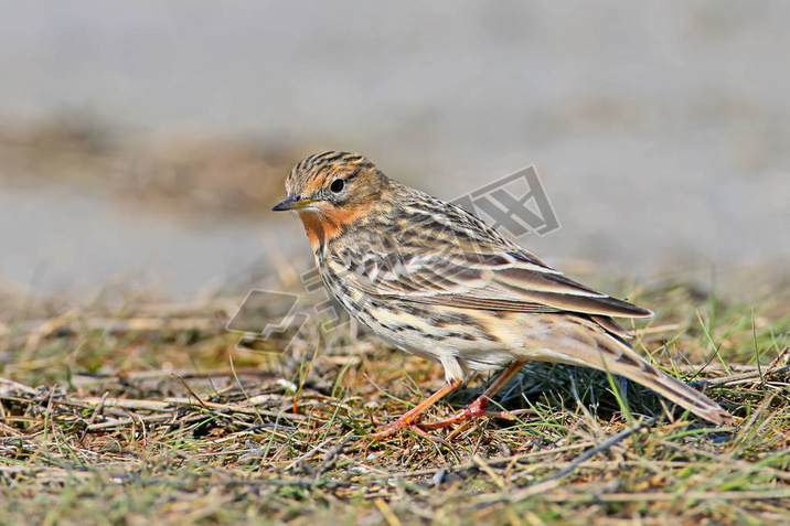 һ (Anthus cervinus) Ůڲݵϵĵ, رϸƬ