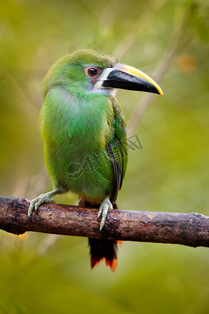  ToucanetAulacorhynchus prasinusɫȻϢأױ.