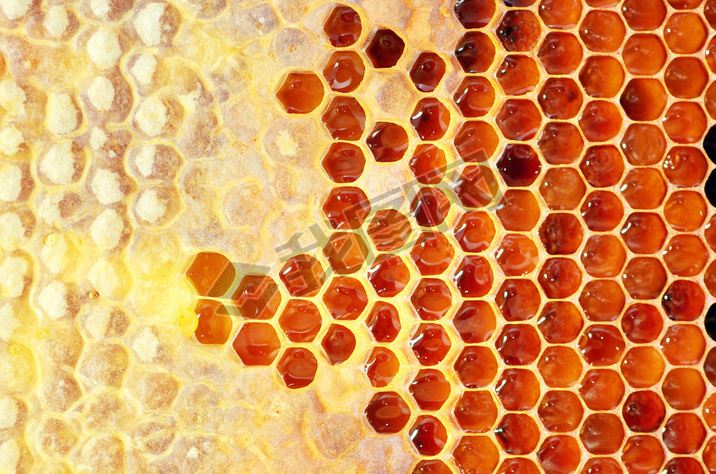 Honey in frame