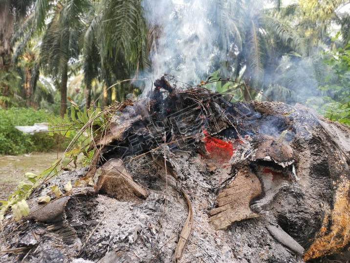 tree trunk burning up in oke 