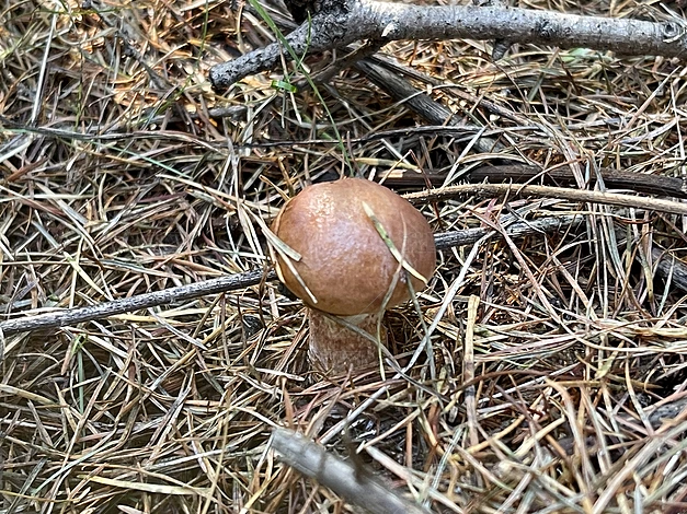 Ȼ