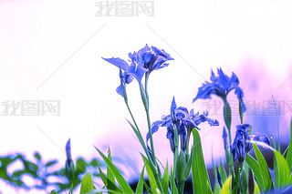 ΨSβmDƬ