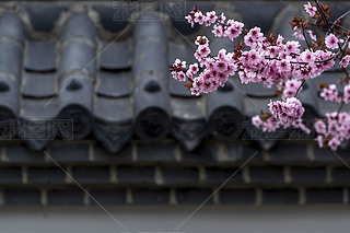 ˮǰʢ_(ki)Ĕ(sh)֦÷DƬ