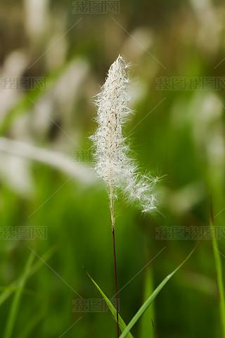 éݾGɫ،