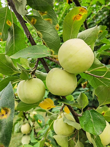 Ĺ