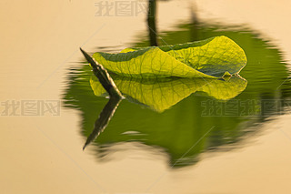 СDƬ