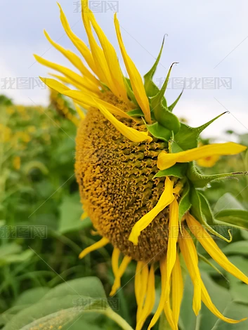 zӰD