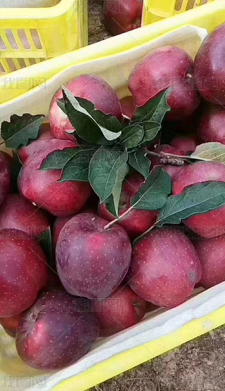 ˮNֲDƬ