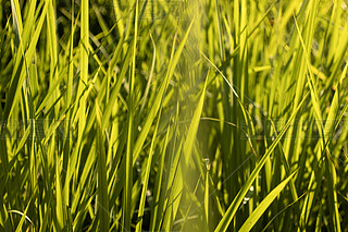 Gɫ(g)ůké݉(mng)ú(bo)