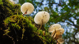 ĢҰɽȻɭ̦\ľ(dng)ֲ㹽