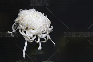 ʢ_ë;ջ