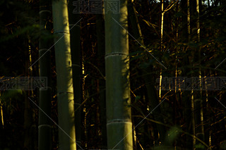 ^֘ľꖹ