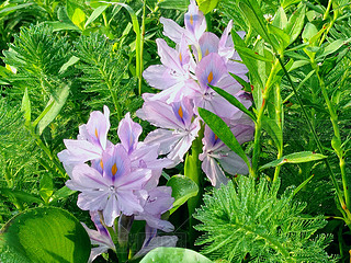 PɏˮJ\ɫĻˮ