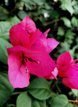 ԭ(chung)ֲﻨõtɫ÷3