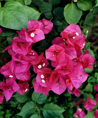 ԭ(chung)ֲﻨõtɫ÷2