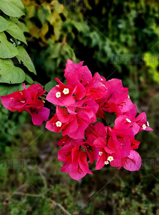 ԭ(chung)ֲﻨõtɫ÷1