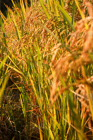 S،(xi)Sr(nng)æ(bo)