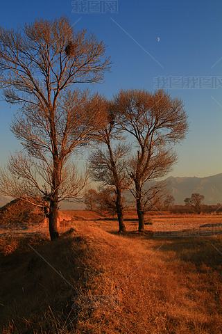 Ϧ(yng)µΨl(xing)Ұɫ