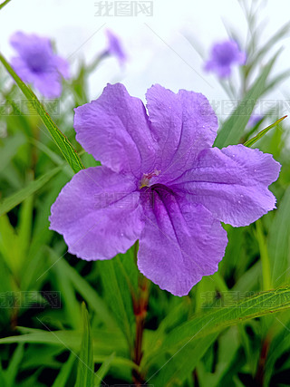 {(ln)ݣ©ɫɫɫ